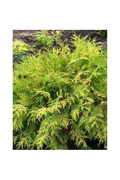 Thuja occidentalis Green Globe 